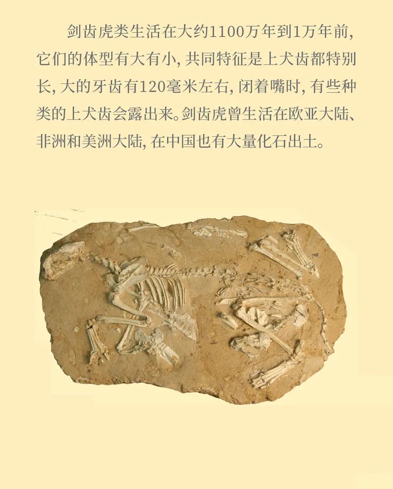 《虎虎生福——2022壬寅(虎年)新春生肖文物图片联展》线上展览第一期